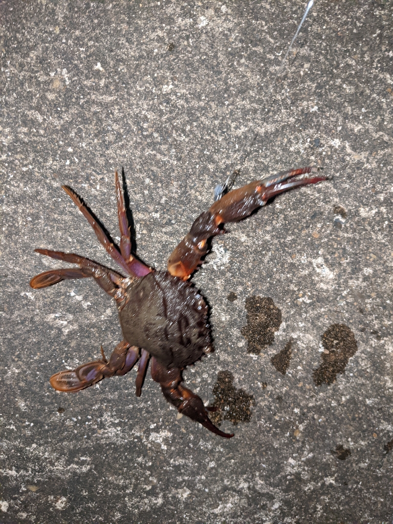 カニ釣れた