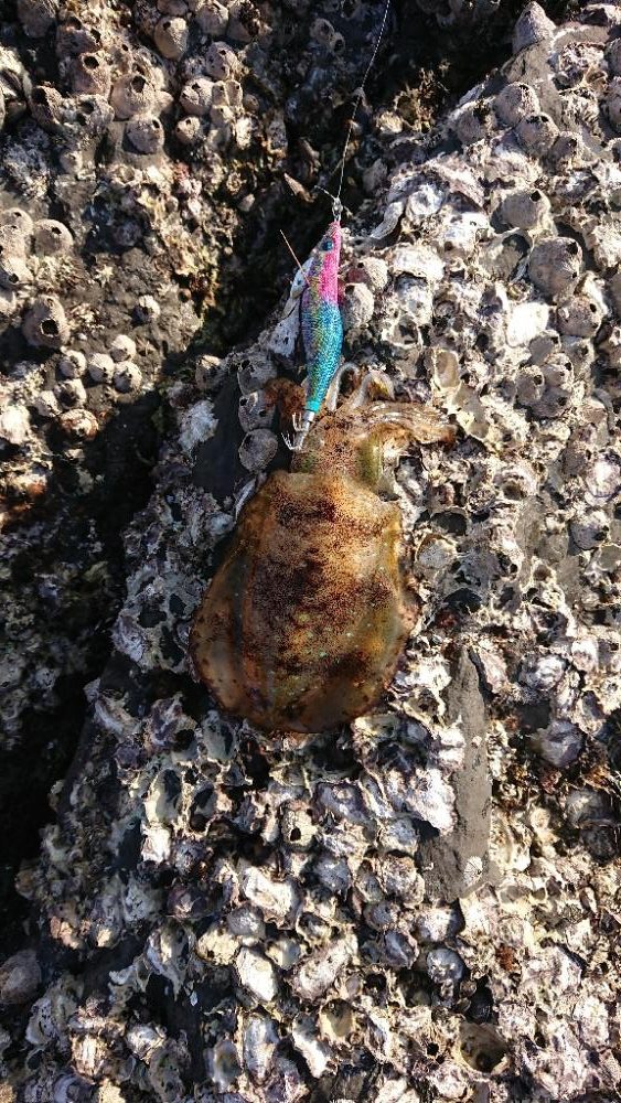 対馬エギング釣果……32