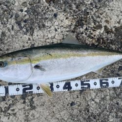 またブリった！２連勝