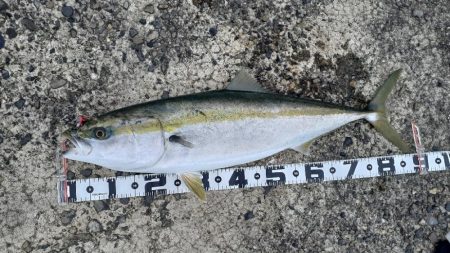 またブリった！２連勝