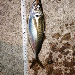 まだまだメバル