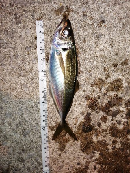 まだまだメバル