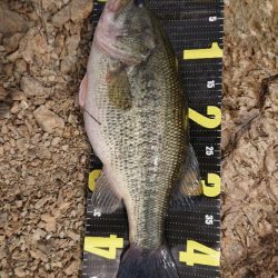 表層死にかけワカサギパターン