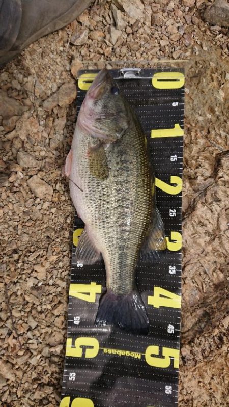 表層死にかけワカサギパターン