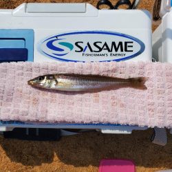 敦賀半島へ越冬キス狙いでの釣行