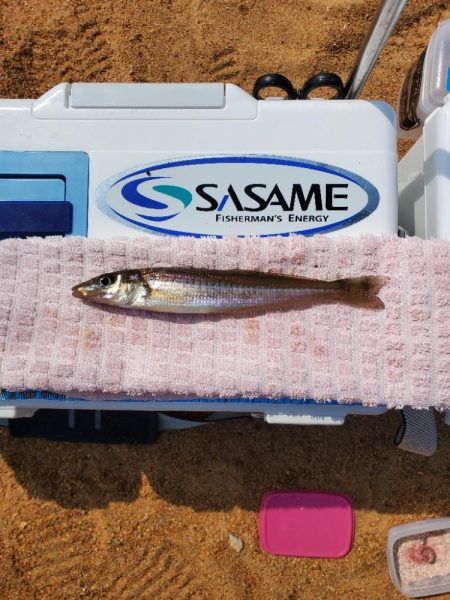 敦賀半島へ越冬キス狙いでの釣行