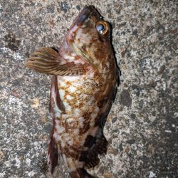 ちびっ子まつり