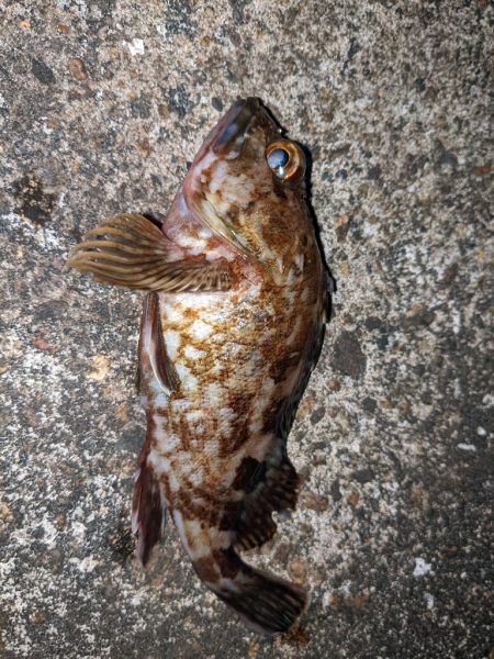 ちびっ子まつり