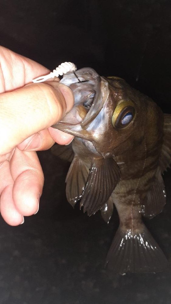 メバリングへ今日は渋め