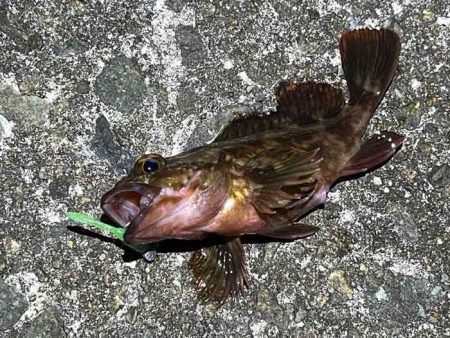 姫路メバリング低活性！