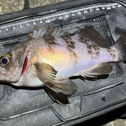 姫路メバリング春の高活性！