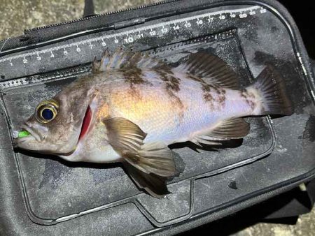 姫路メバリング春の高活性！