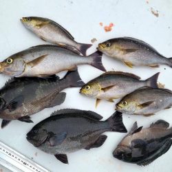 和歌山大引の磯でフカセ釣り