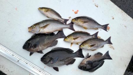 和歌山大引の磯でフカセ釣り