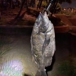 ヘチってきました