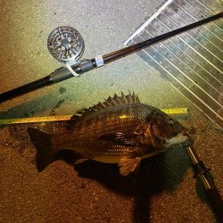 ヘチってきました