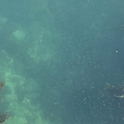 デイメバリング