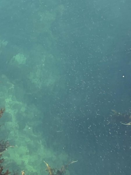 デイメバリング