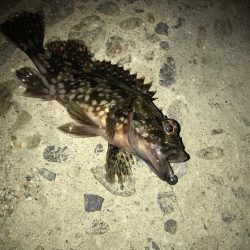 朝マズメのメバリング調査