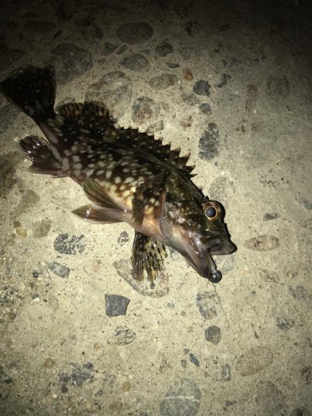 朝マズメのメバリング調査