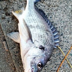 レバーブレーキルアーフィッシング②