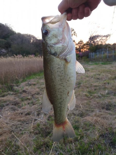 小バス のち グッドサイズ