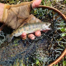 綺麗なアマゴがヒット