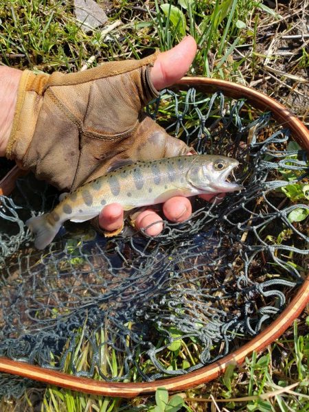 綺麗なアマゴがヒット
