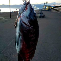 フカセDay⑤日射しに注意を(笑)