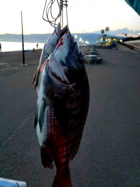 フカセDay⑤日射しに注意を(笑)