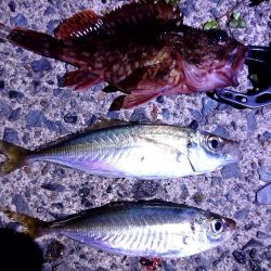 今日はガシラとアジとメバル