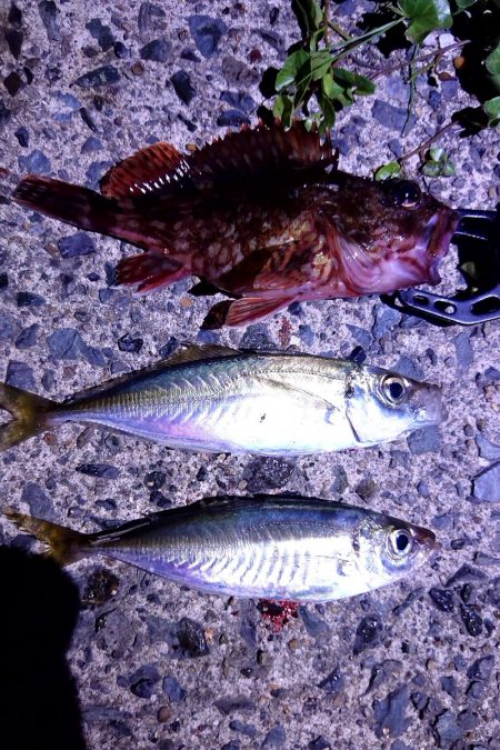 今日はガシラとアジとメバル