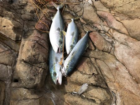 メジロ70cm1匹   ハマチ50-53ｃｍ3匹