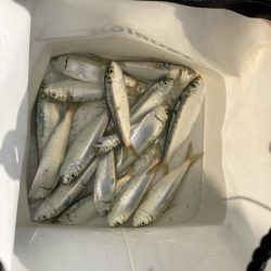 サビキ釣り