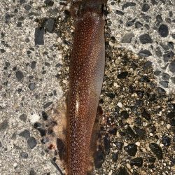 ジギングからヤリイカ！