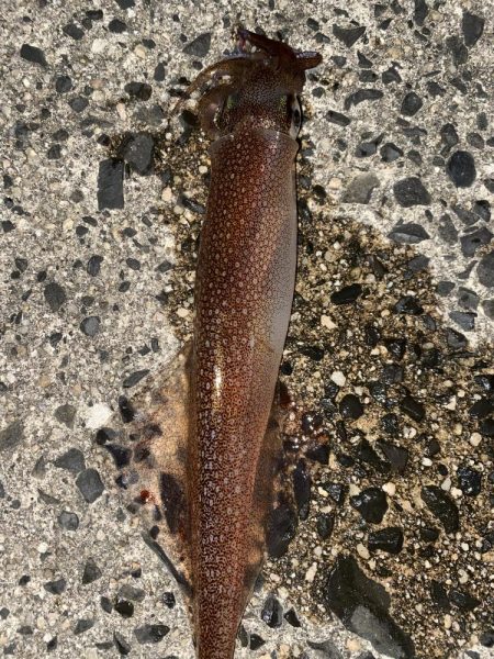 ジギングからヤリイカ！