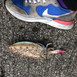 コウイカも食べます