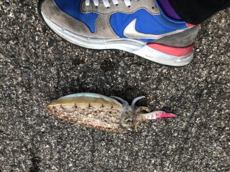 コウイカも食べます