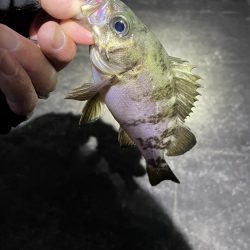 金太郎飴バリング