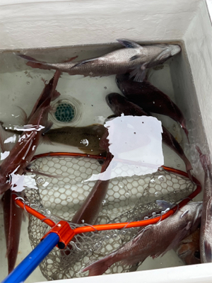 満足の初タイラバ