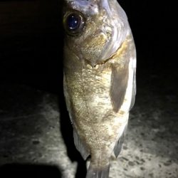 フロートメバリング