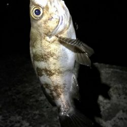 フロートメバリング