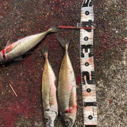 ハッピーハッピー