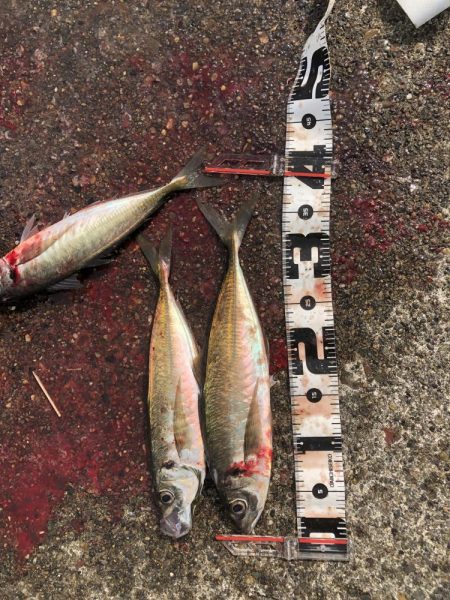 ハッピーハッピー