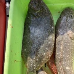 サビキの落とし込み！