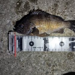 短時間の釣行でアベレージサイズのメバル