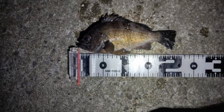 短時間の釣行でアベレージサイズのメバル