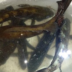 メバリング　アタリは渋いがキッチリお持ち帰り