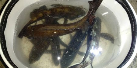 メバリング　アタリは渋いがキッチリお持ち帰り