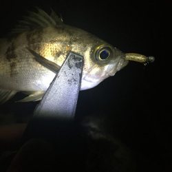 たかたか釣り日記